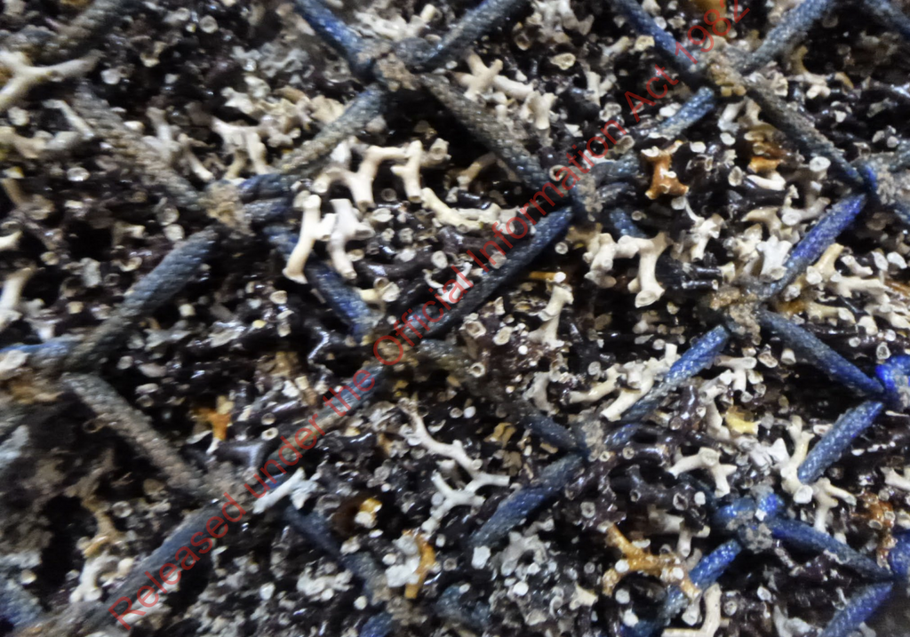 A close up of a trawl net showing coral that has been dragged up during a trawl